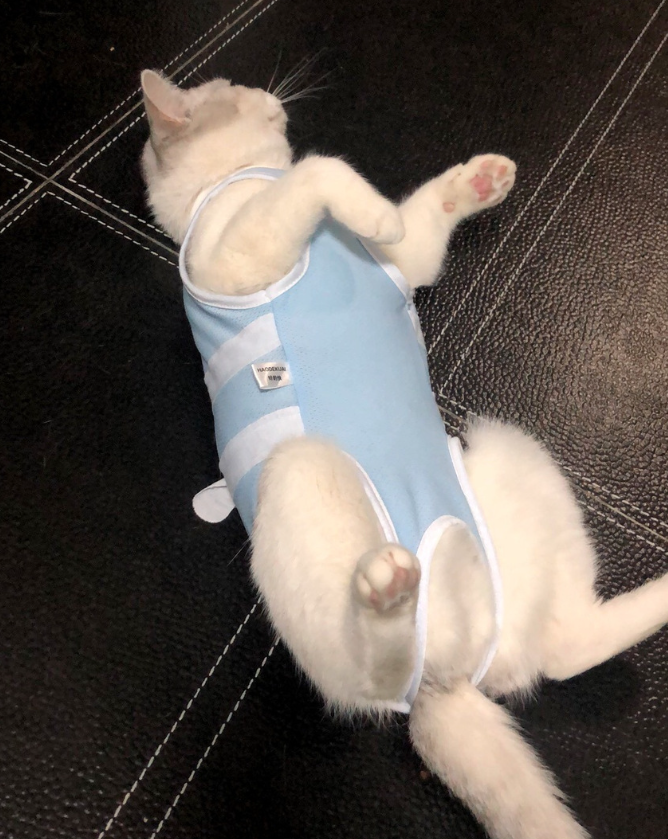 Lightweight Cat Clothes
