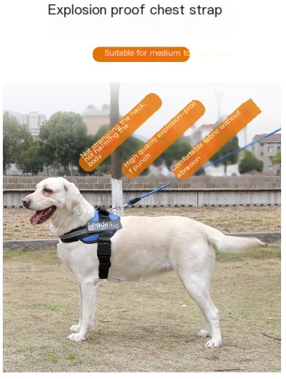 Dog Leash Features