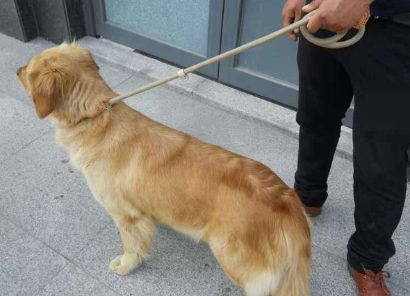 Chain Telescopic Traction Rope Dog Cover Image 2