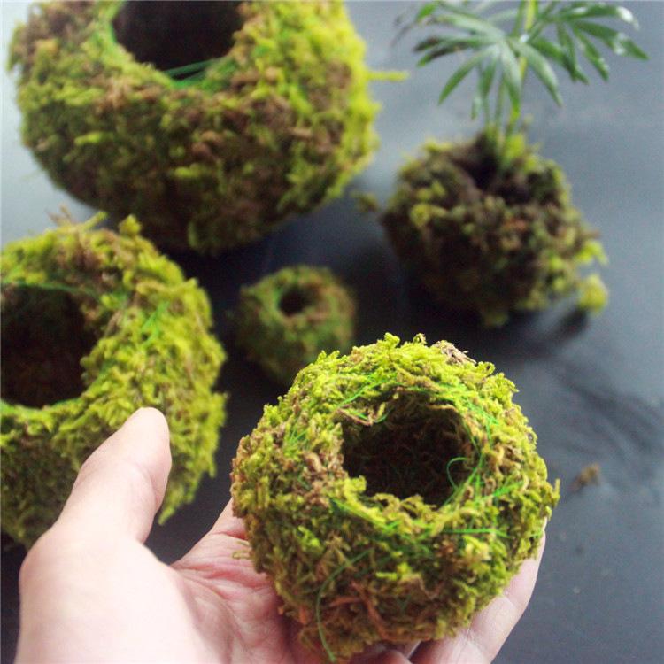 Moss Ball Pot