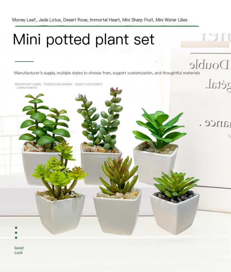 Mini planta de cactus