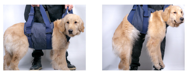 Dog Harness Image 2