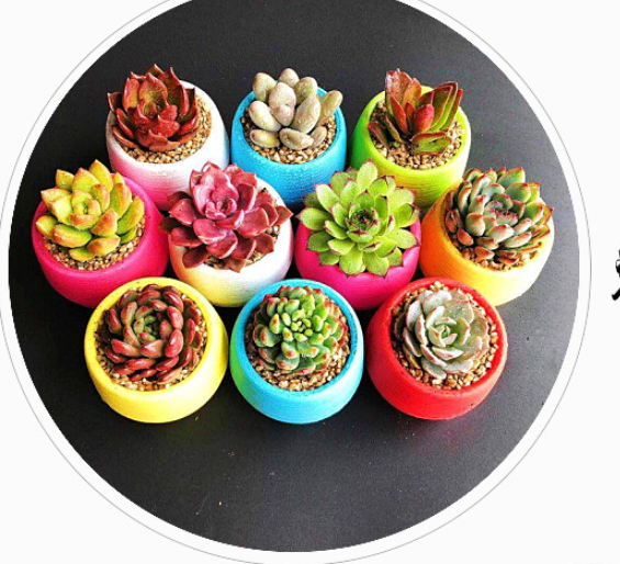 Mini Succulent Flower Pot 3