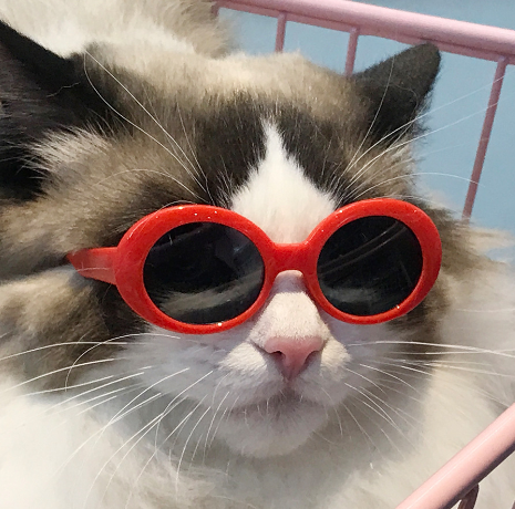 Pet Eyeglasses Collection