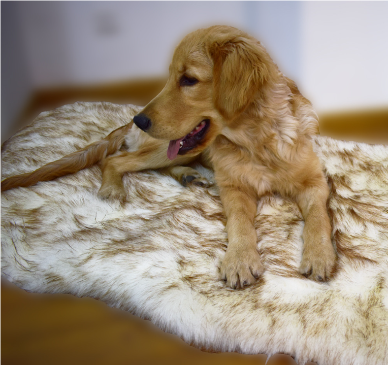 Faux Fur Orthopedic Dog Bed 3