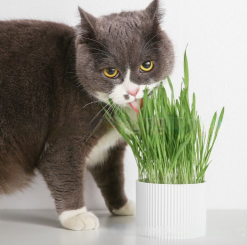 Healthy Cat Grass