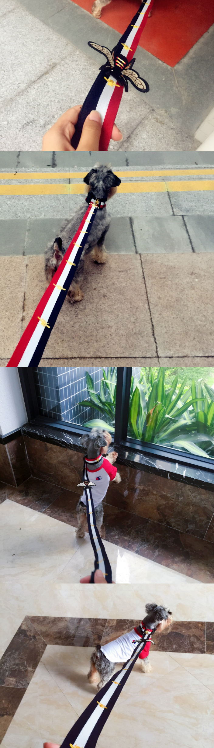 Conjunto de Arnés y Correa para Mascota 2