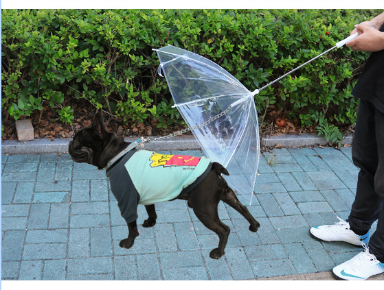 Pet Umbrella