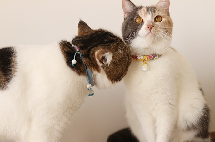 Cat Collar Image 3