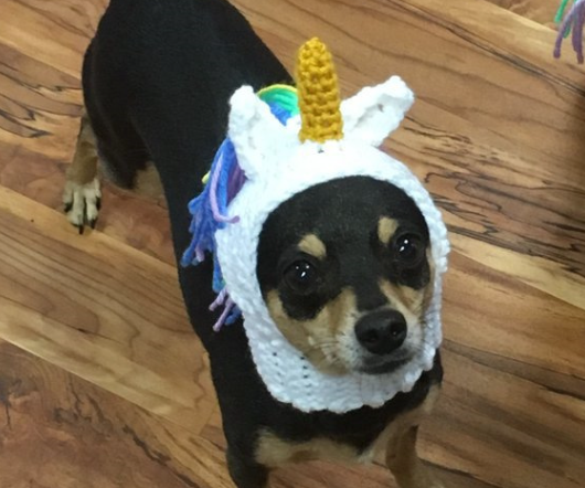 Unicorn Pet Hat