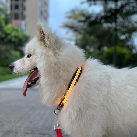 Dog LED Light Up Collar
