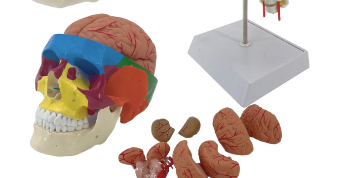 Color-Coded Skull Model