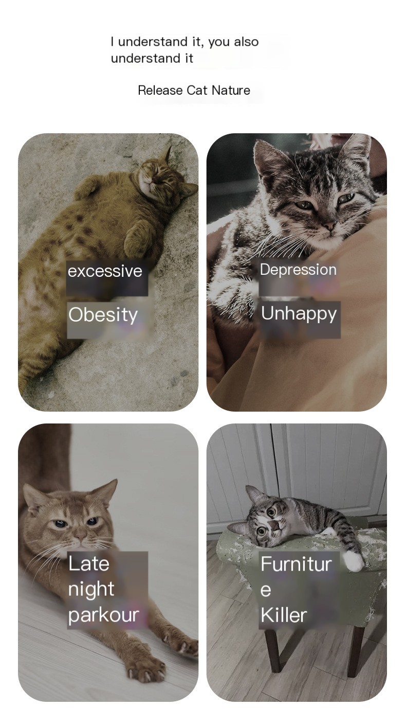 Cat Treadmill Image 4