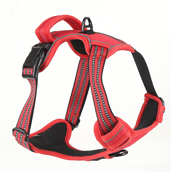 Dog wearing harness 3