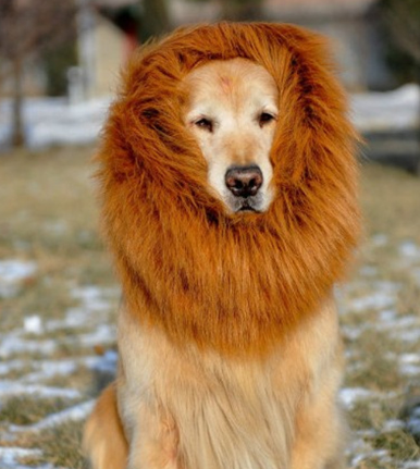 Lion Mane Wig for Dogs - Image 1