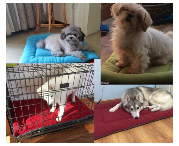 Pet Mat Image 3