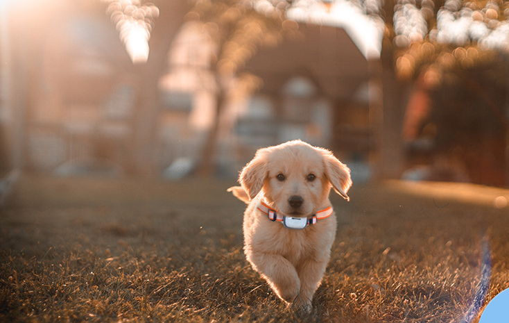 Pet Tracker Image 2