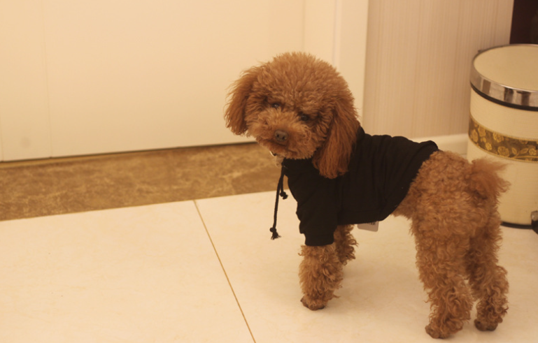 Pet Hoodie Image 1