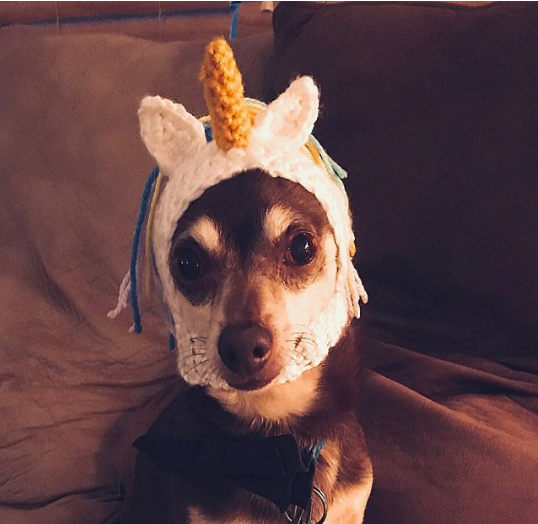 Unicorn Pet Hat