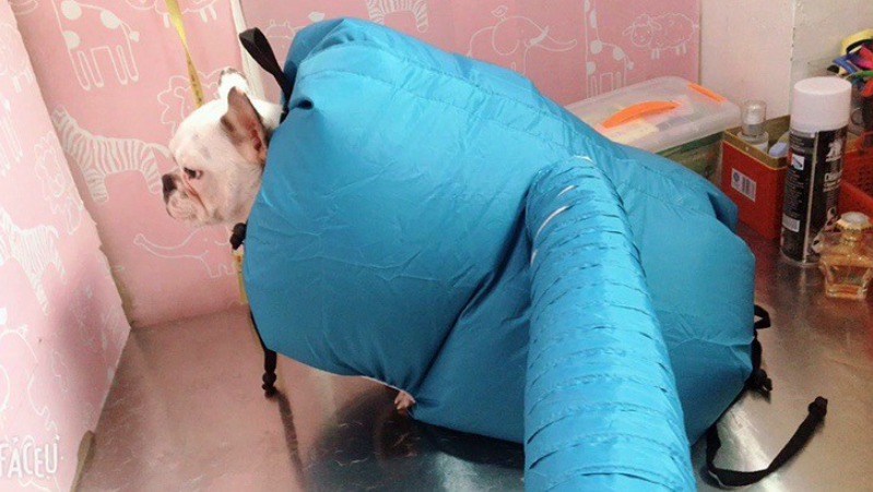 Pet Drying Box Interior