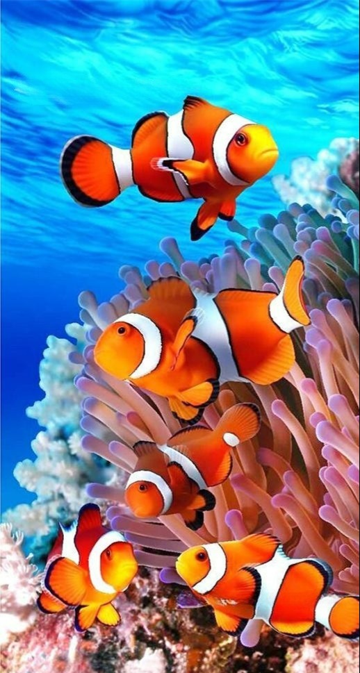 Ocean Clownfish Diamond Painting
