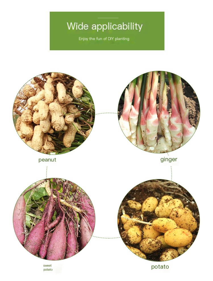 Xingshun potato planting details_05