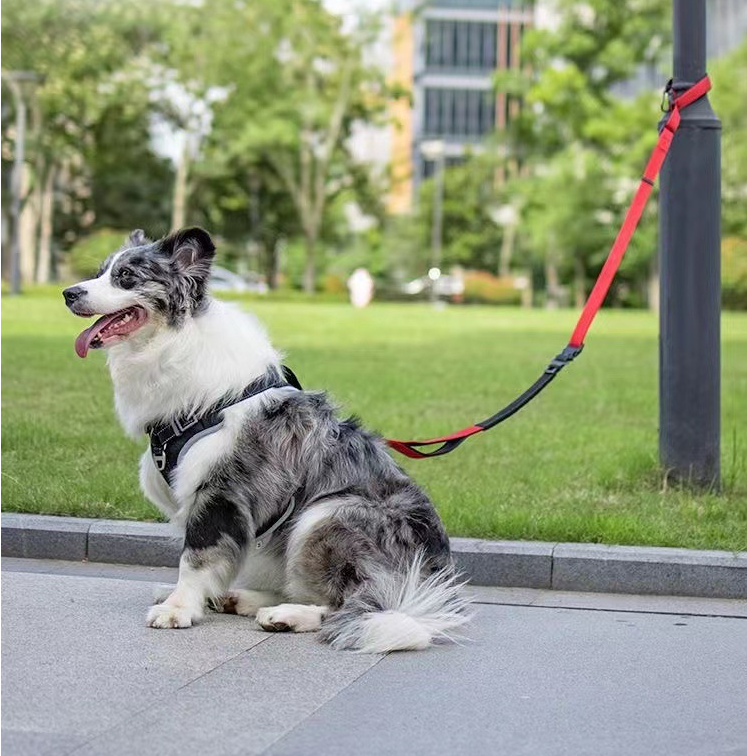 Dog Leash Detail