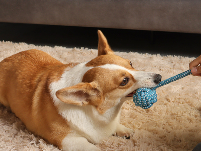 Dog Toy 2