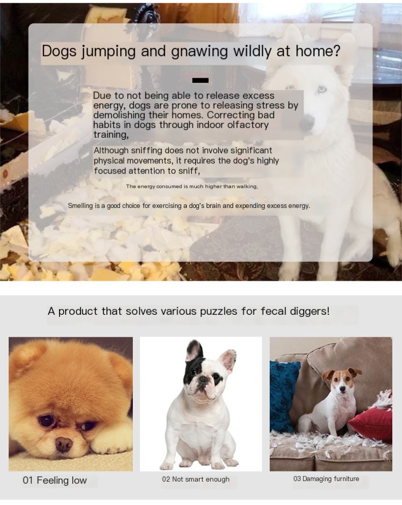 Engaging Dog Activity