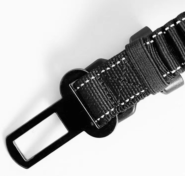 Dog Leash in Use