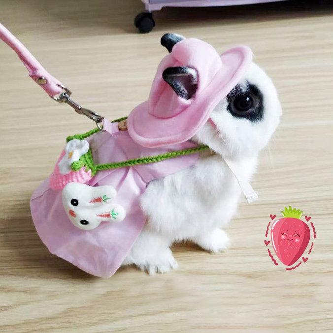 Pet Rabbit Outfit 6