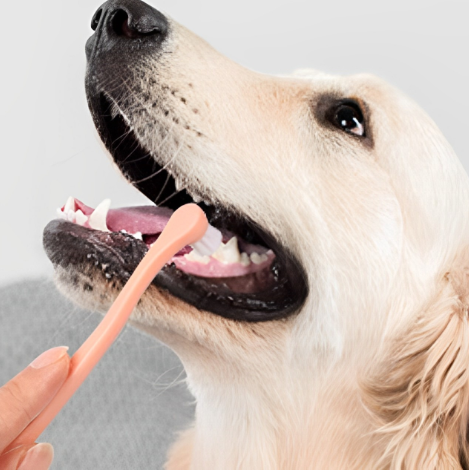 Dog Toothbrush Image 2