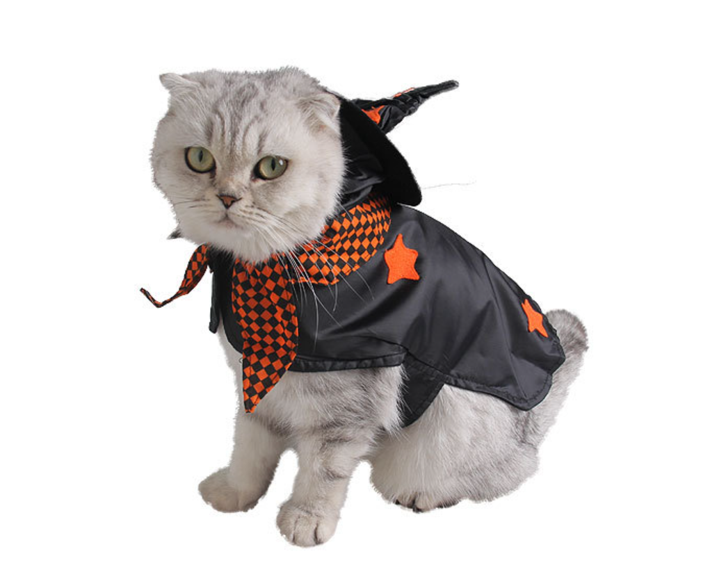 Dog in Halloween costume