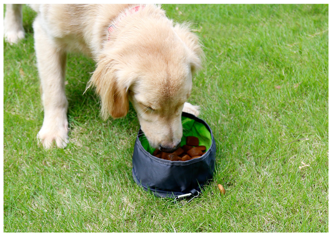 Portable Dog Bowl 4