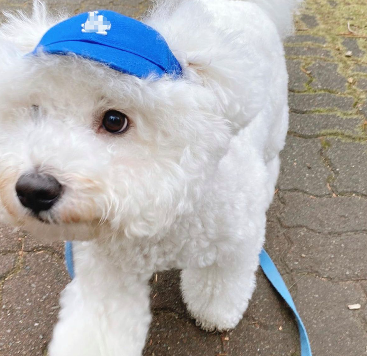 Pet Baseball Cap 5