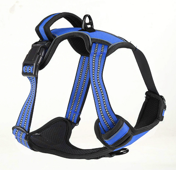 Dog wearing harness 4