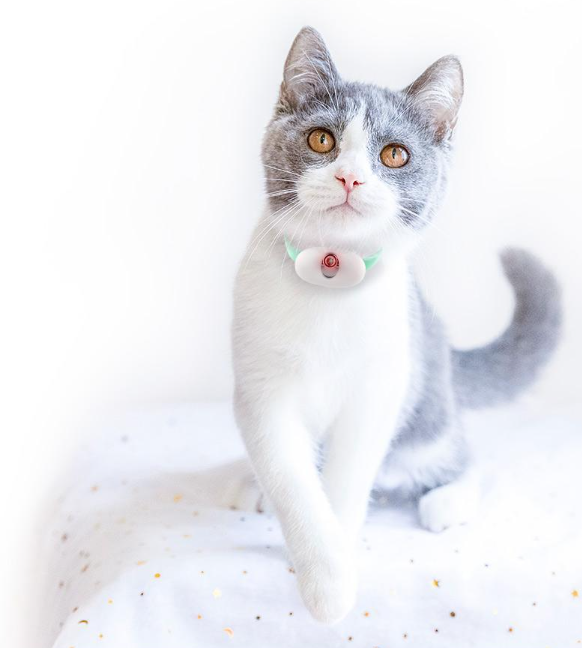 Cat Playing with Laser Collar