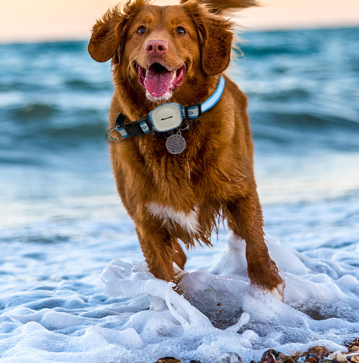 Pet Tracker Image 3