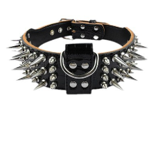 Fashionable Dog Collar