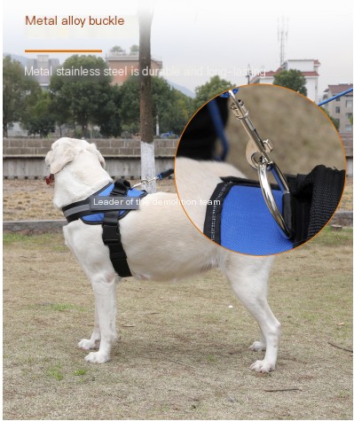 Dog Leash in Use