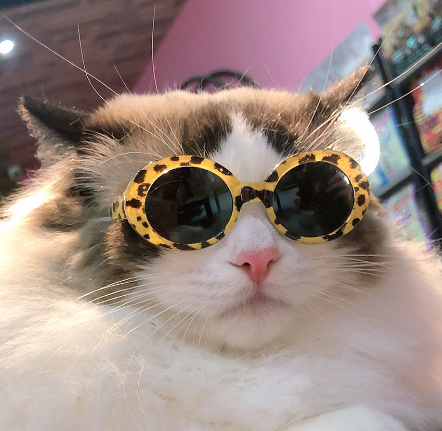 Pet Eyeglasses Style