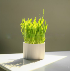 Water Cultivated Cat Grass