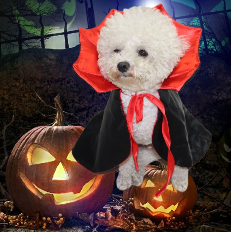Pet Cloak Variation 3