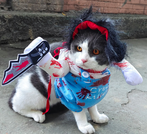 Pet Costume 3