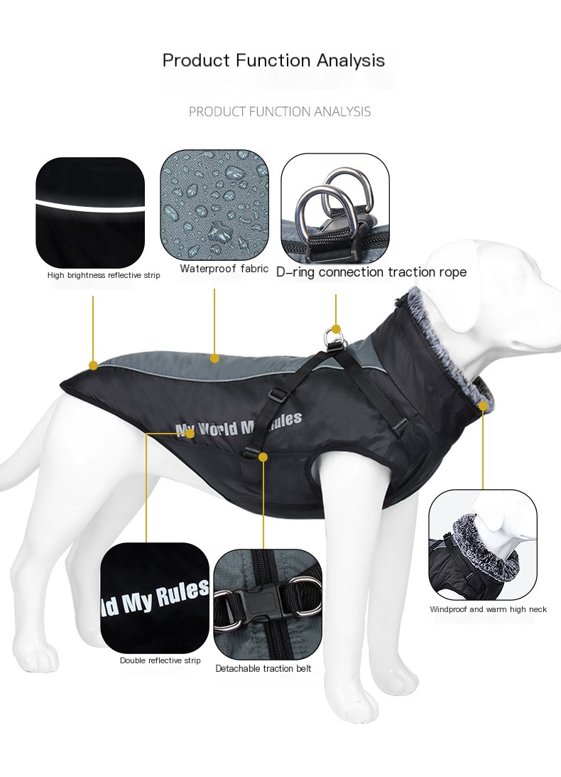 Dog in Meteorite Jacket