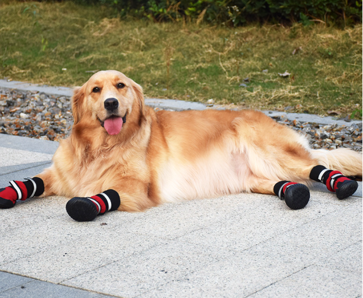 Dog Shoes 4