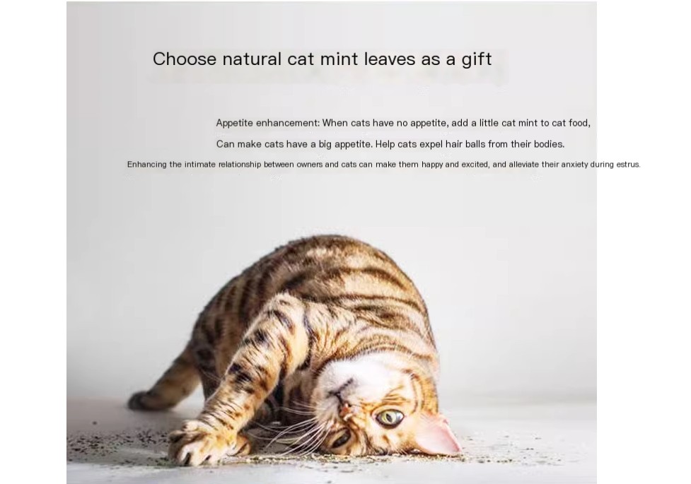 Cat Scratching Board Image 4