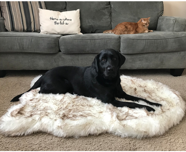Faux Fur Orthopedic Dog Bed 1