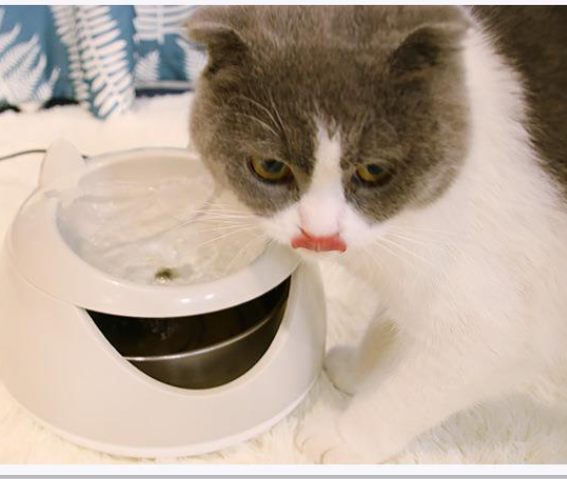 Smart Pet Water Dispenser Image 2