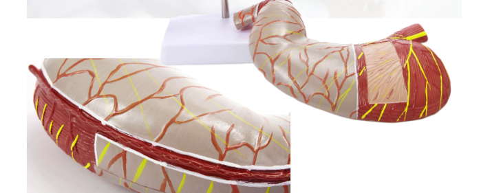 Stomach Model Image 3